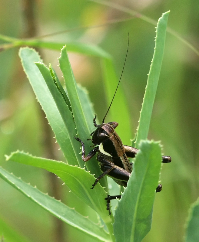 Tettigoniidae (ninfa)